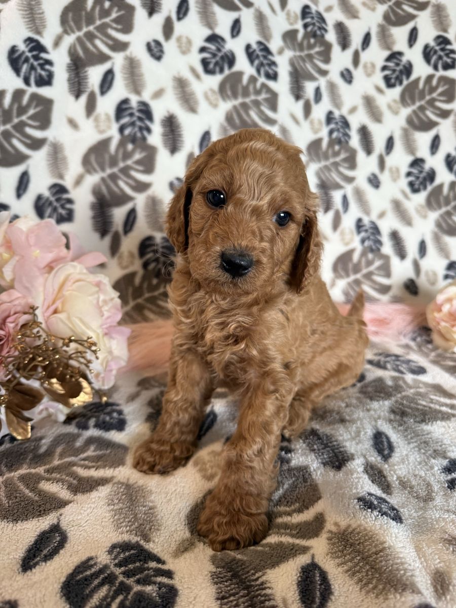 Mini Multigenerational Goldendoodle Puppies