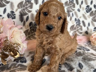 Mini Multigenerational Goldendoodle Puppies