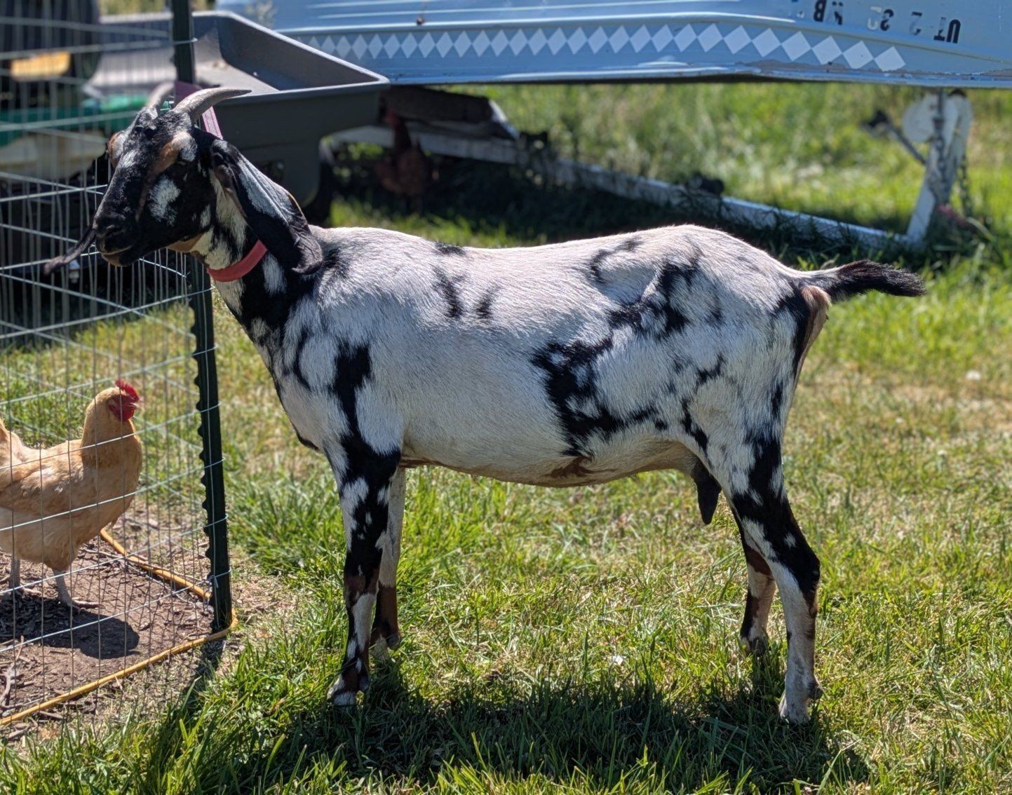 Beautiful friendly Nubian doe in milk