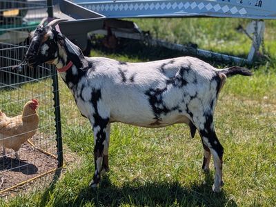 Beautiful friendly Nubian doe in milk