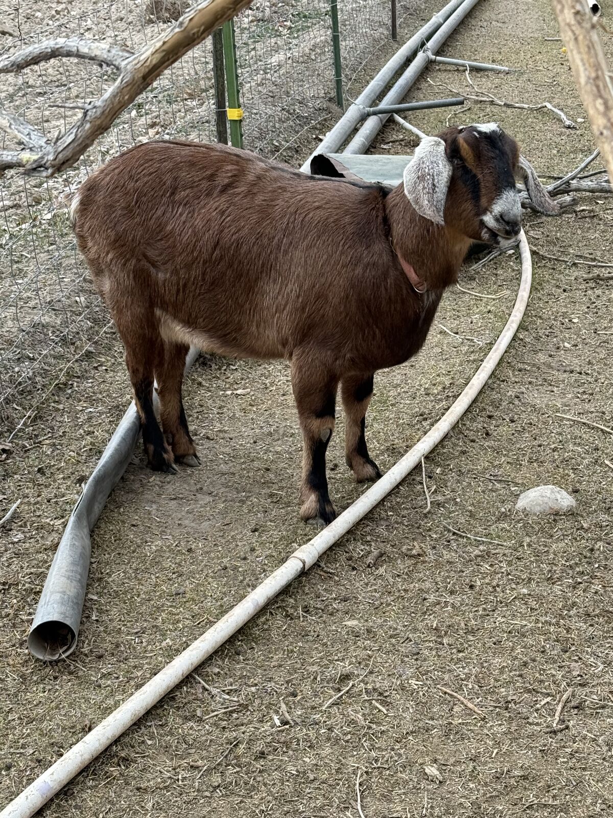 Nubian Milking Goat