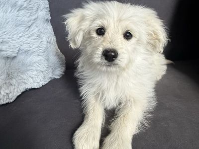Dog - Pomapoo /Toy Poodle Puppies