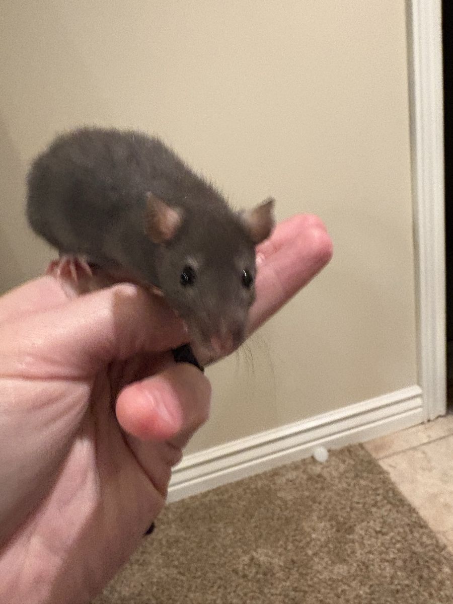 Free Baby Rats (5 Weeks Old)