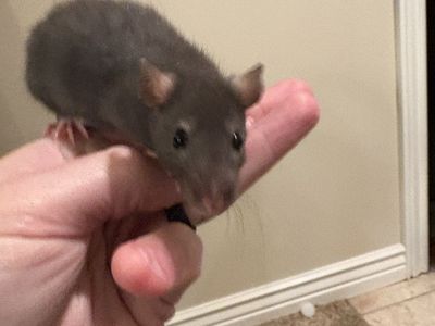 Free Baby Rats (5 Weeks Old)