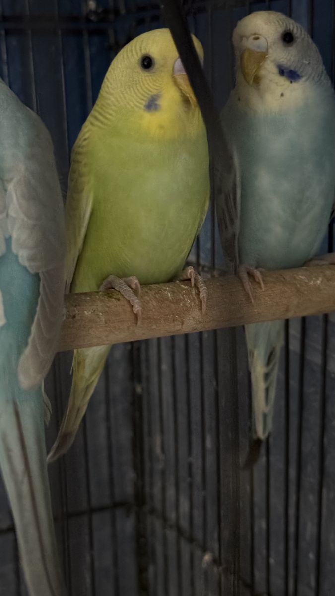 Baby parrakeets 10 weeks