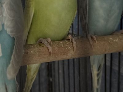 Baby parrakeets 10 weeks