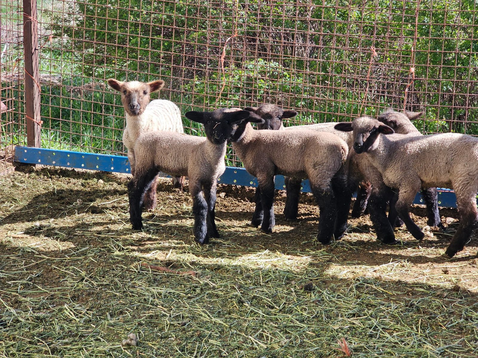 Club 4H FFA Show Lambs