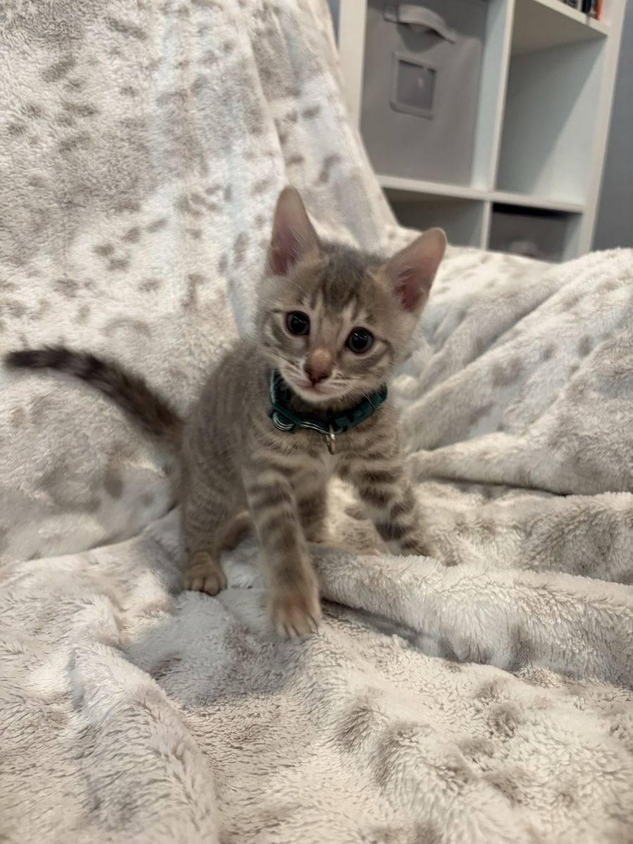Adorable bengal kittens