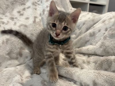 Adorable bengal kittens
