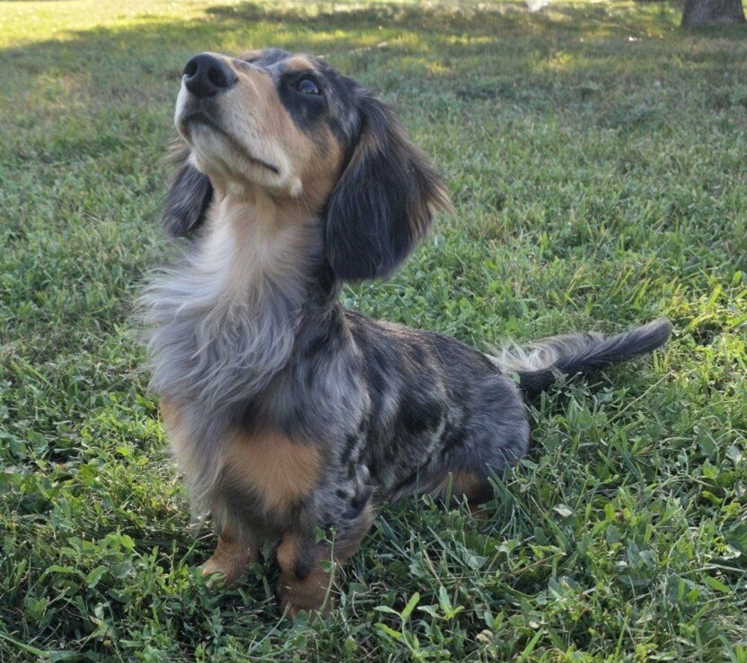 AKC Stud dachshund