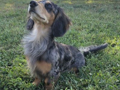 AKC Stud dachshund