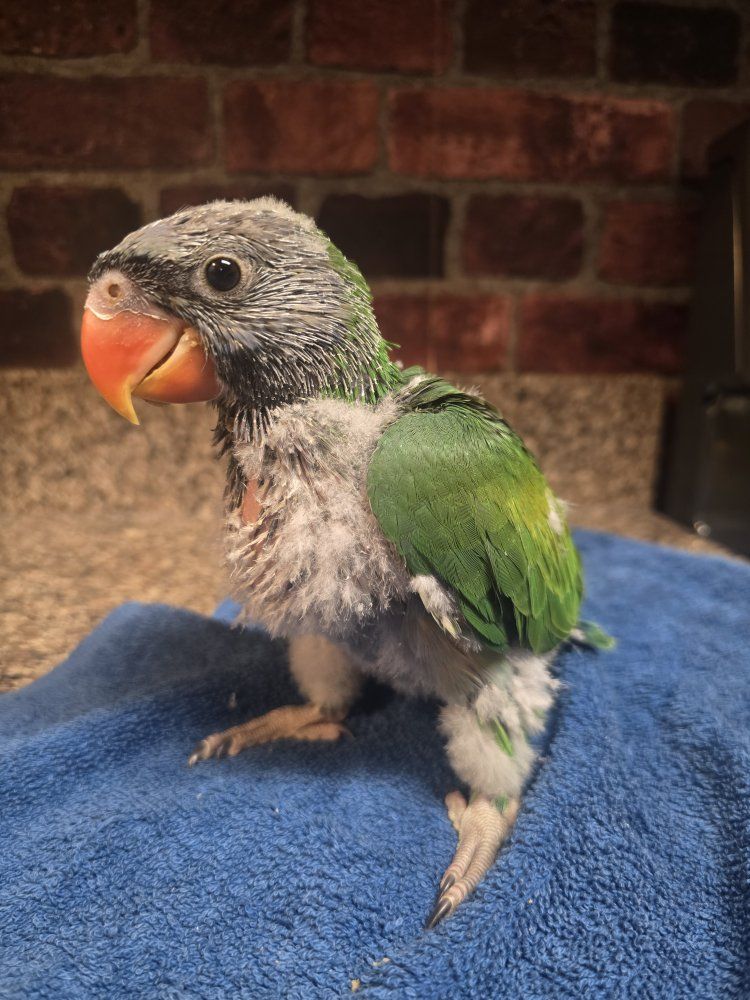 Baby Derbyan Parrot