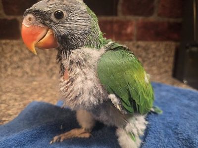 Baby Derbyan Parrot