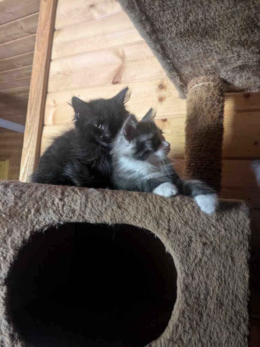 Hypoallergenic Siberian Kittens