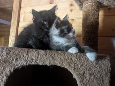 Hypoallergenic Siberian Kittens