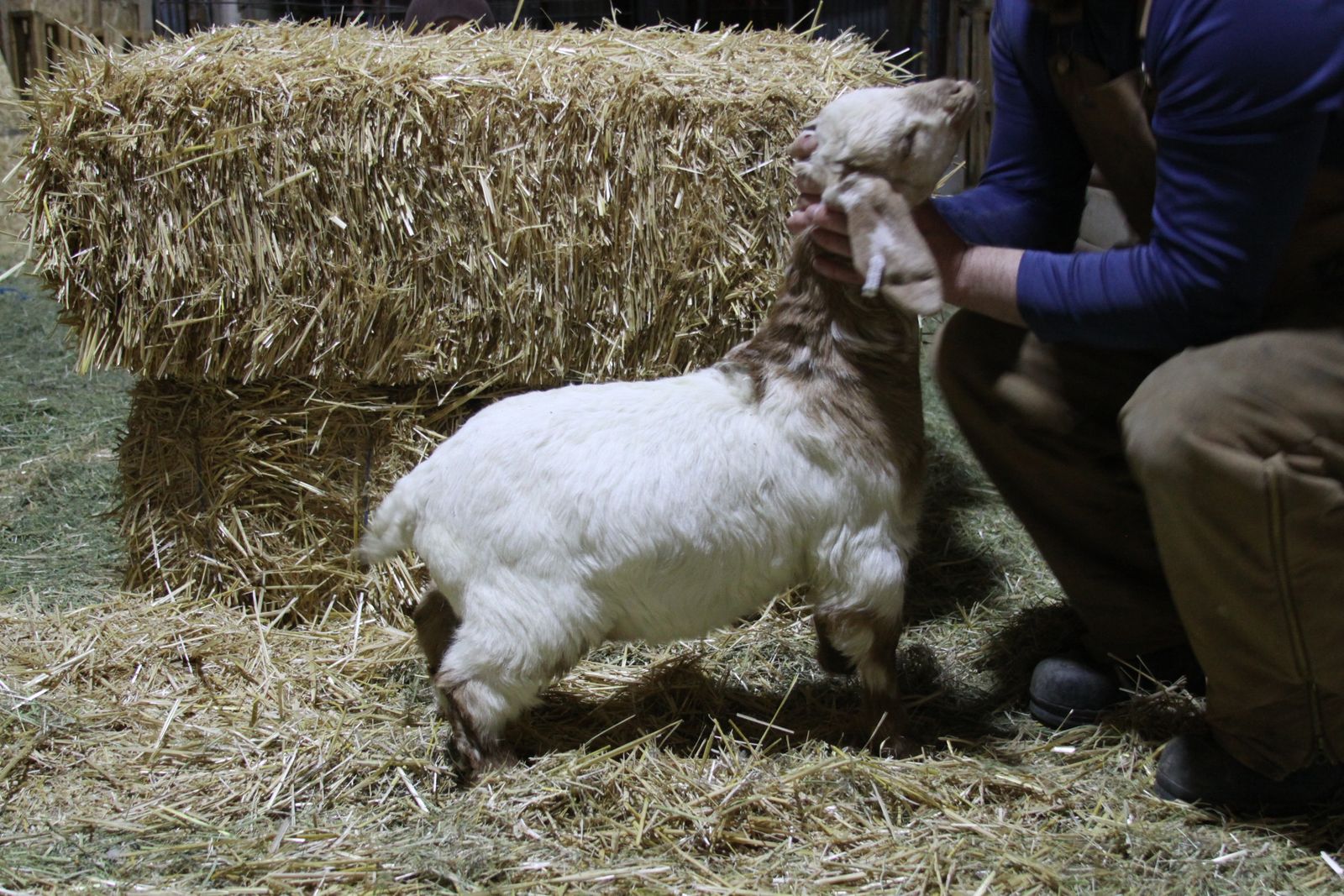 Dapple Boar Buck/whether