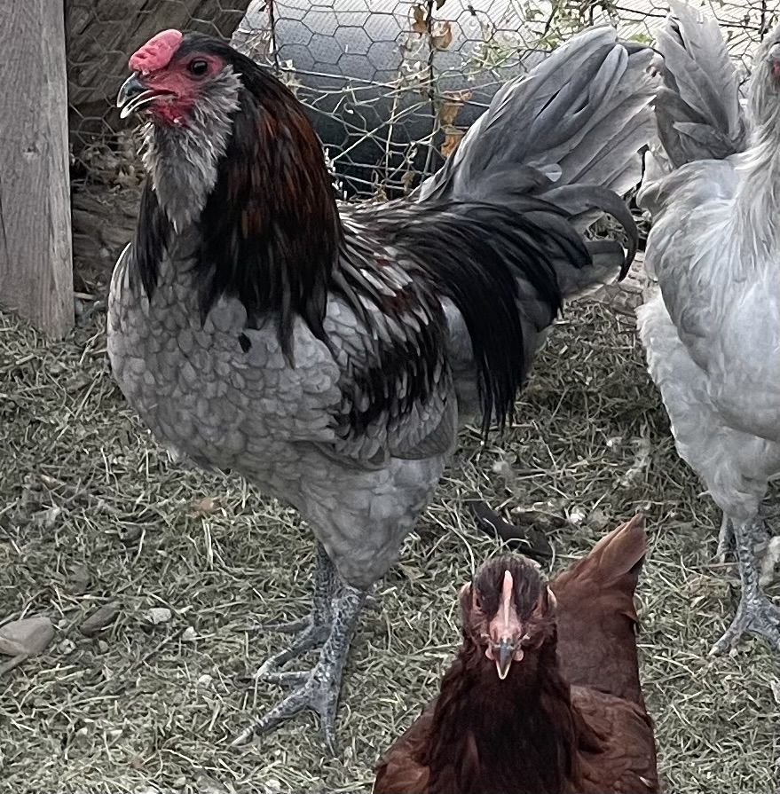 Free rooster