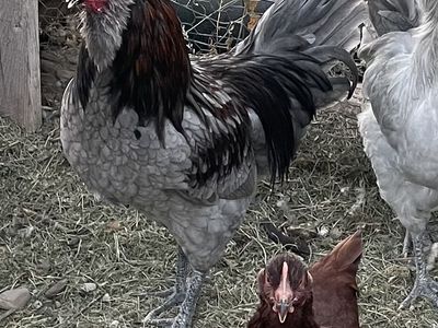 Free rooster