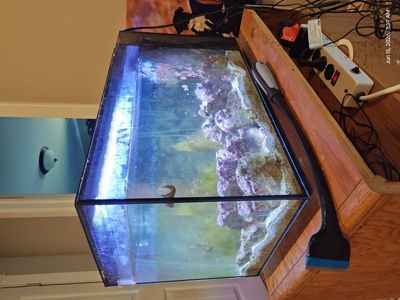 salt water aquarium