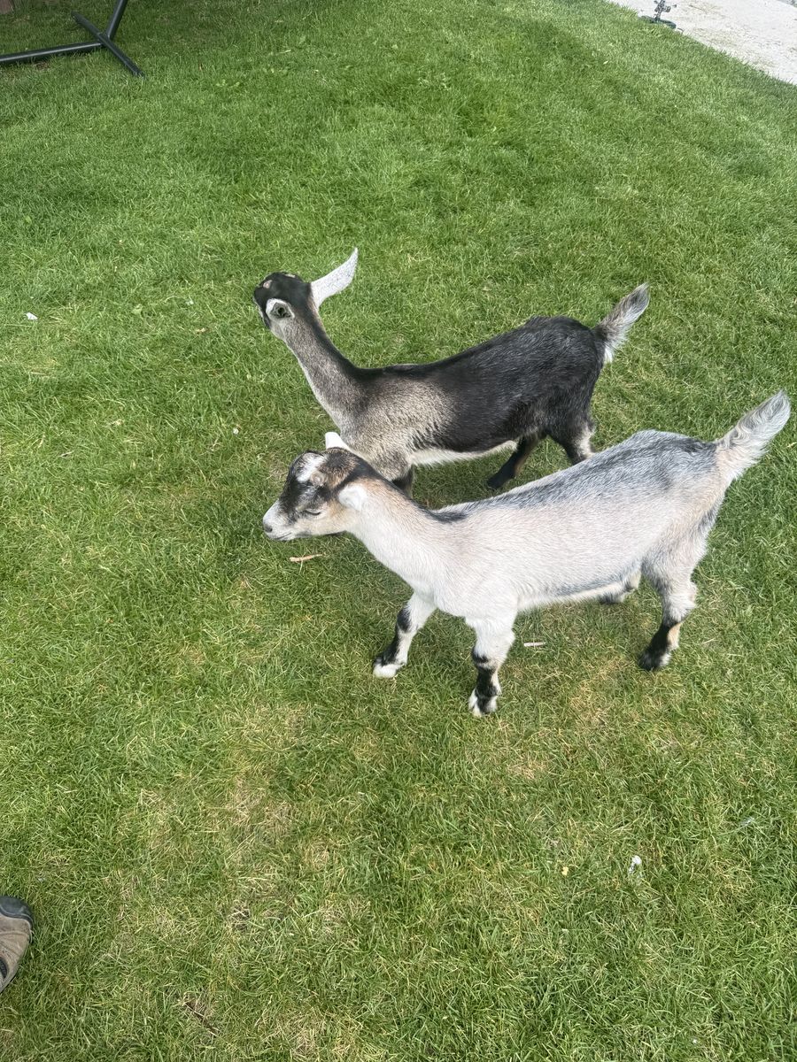 Dairy Goats