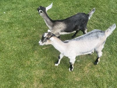 Dairy Goats