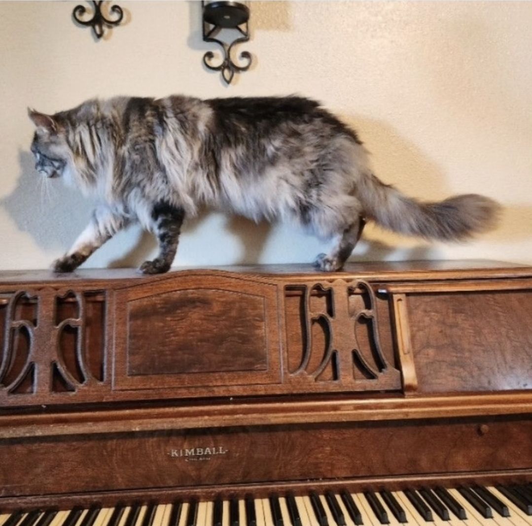 European Maine Coons