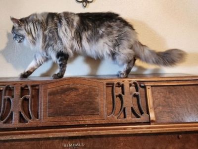 European Maine Coons