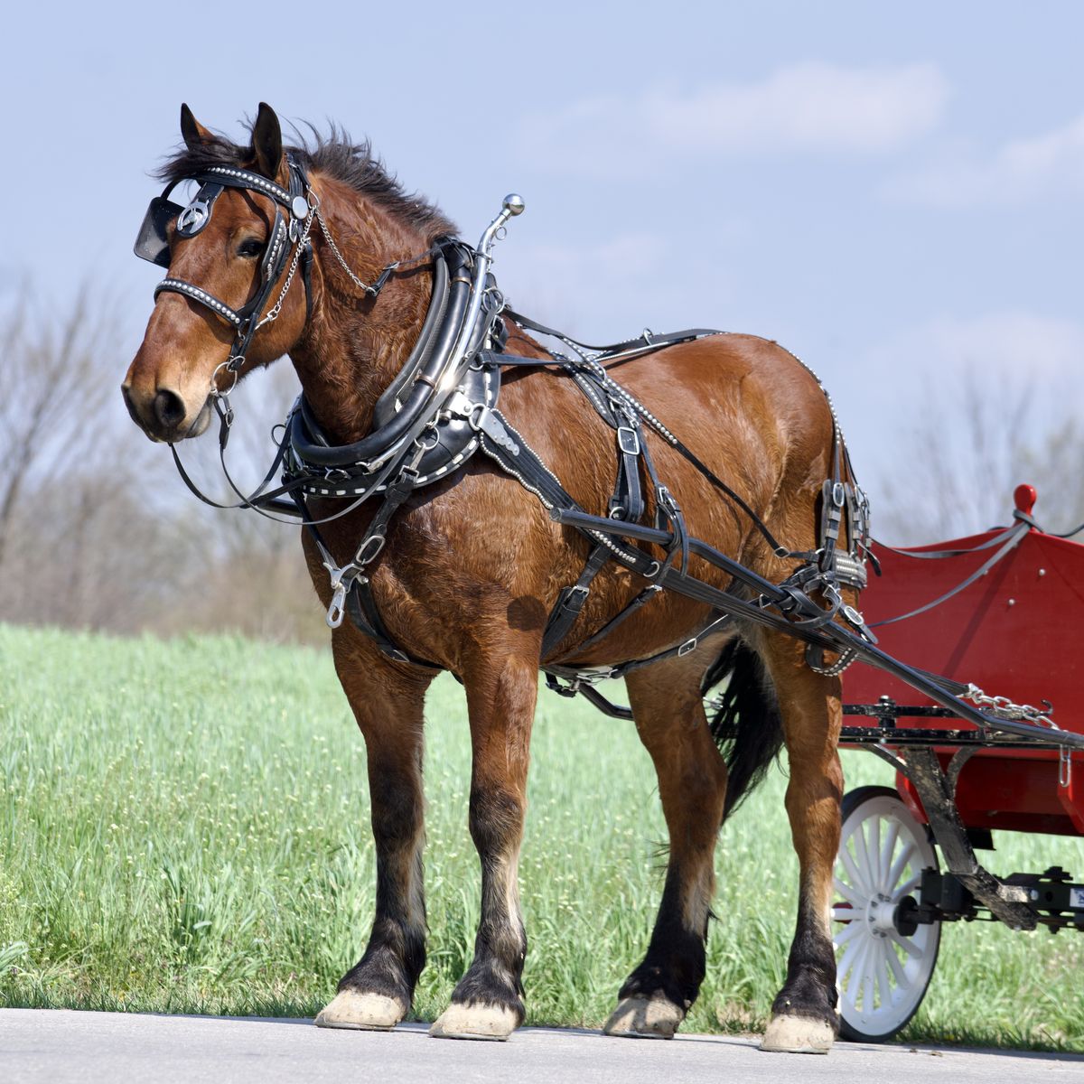 Excellent Draft Cross Gelding Belgian Percheron Cross
