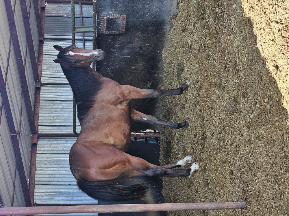 2025 AQHA Stud Colt