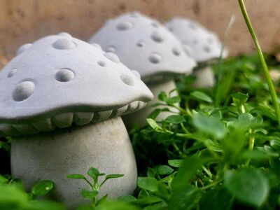 Mushrooms concrete, garden, kitchen, bookshelf
