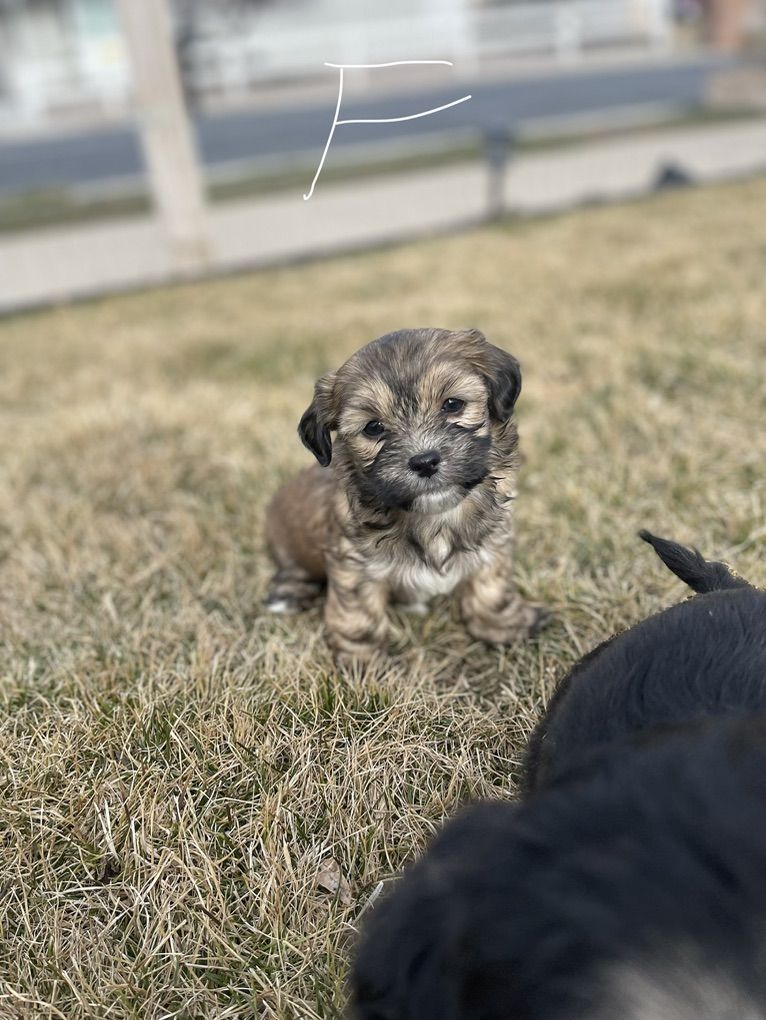 Yorkie  Shih Tzu mix puppy