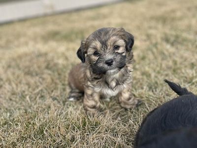 Yorkie Shih Tzu mix puppy