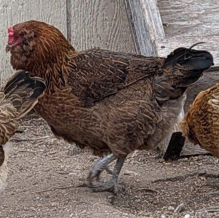 Ameraucana laying hens