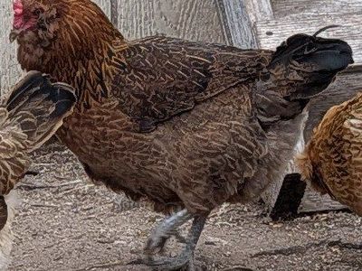 Ameraucana laying hens