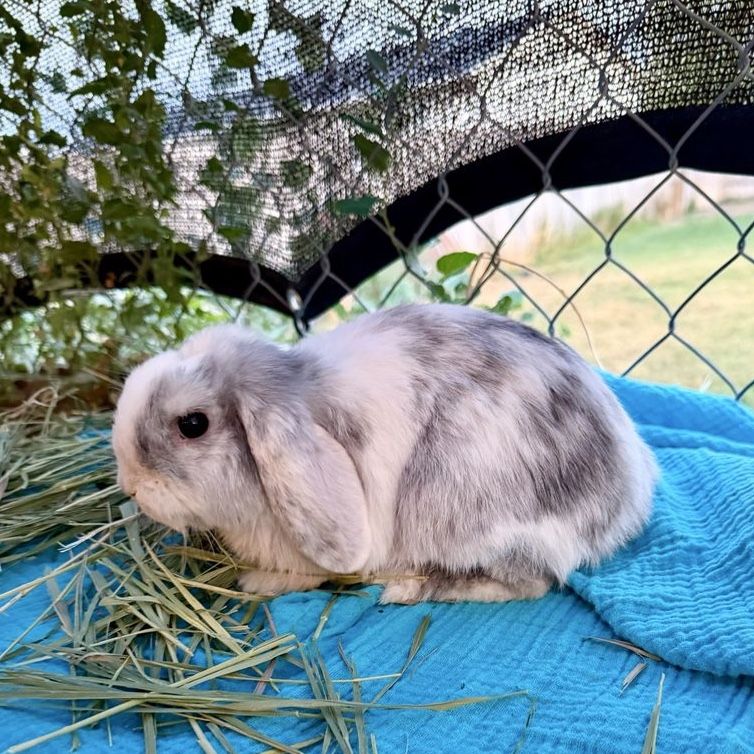 Holland Lop