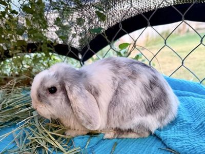 Holland Lop