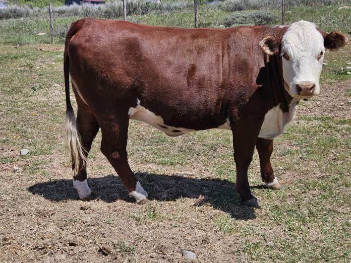 Grass fed beef