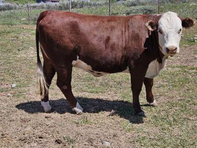 Grass fed beef