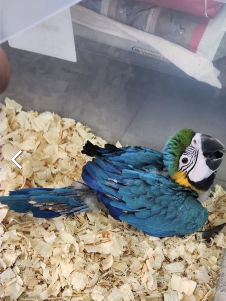 Blue-and-Gold Macaw