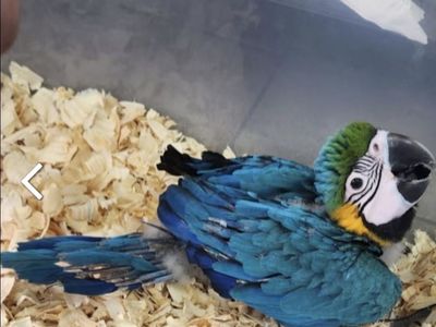 Blue-and-Gold Macaw