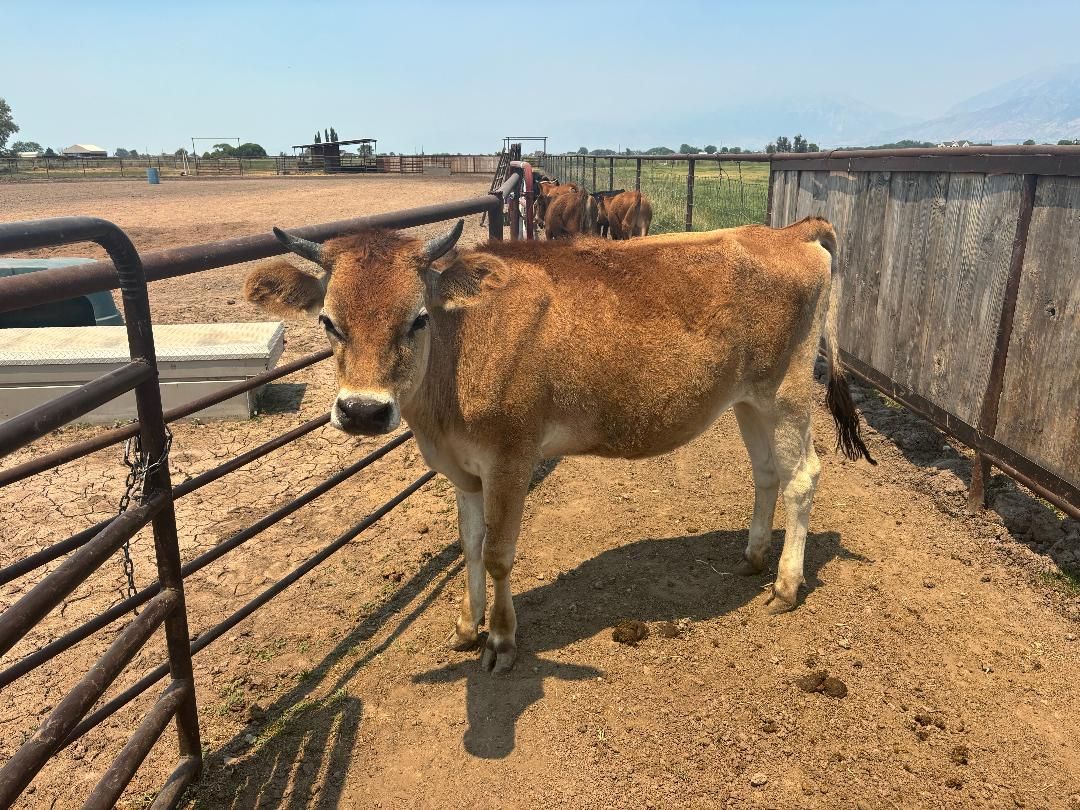 Jersey heifer