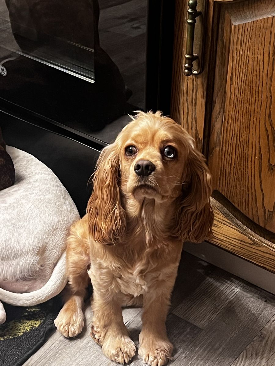 Cavalier King Charles Spaniel