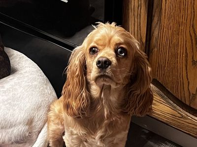 Cavalier King Charles Spaniel