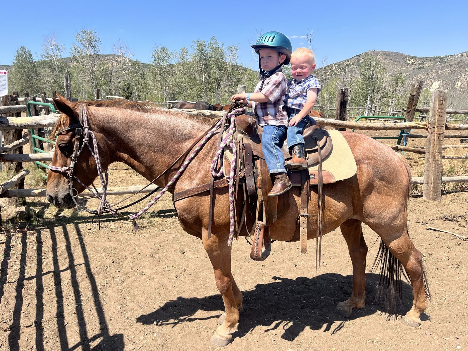 10 Year Old Roan Gelding 