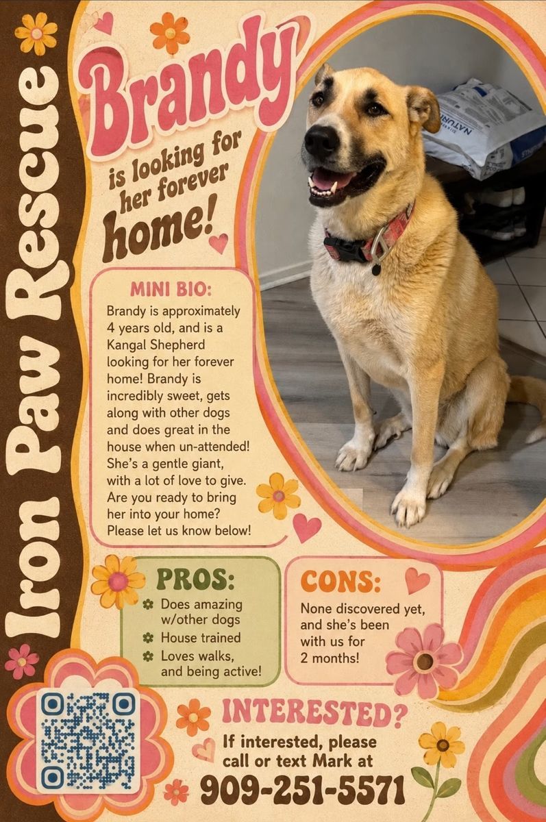 Sweet Kangal Shepherd Mix Available for Foster or Adoption!