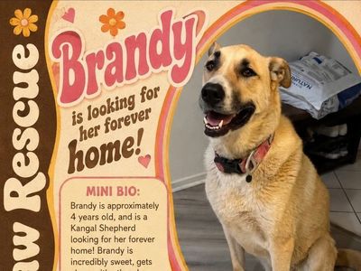 Sweet Kangal Shepherd Mix Available for Foster or Adoption!