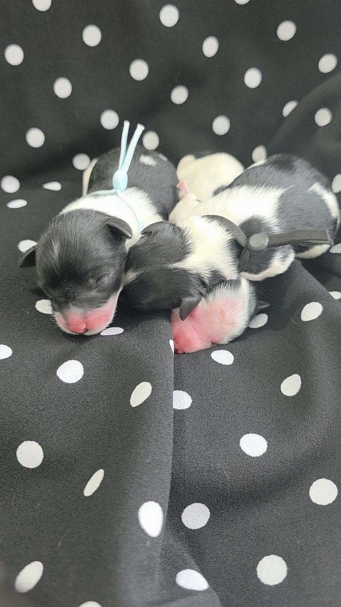 Miniature Schnauzer puppies