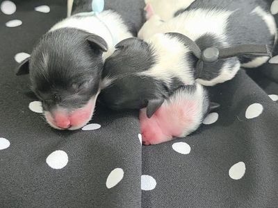 Miniature Schnauzer puppies