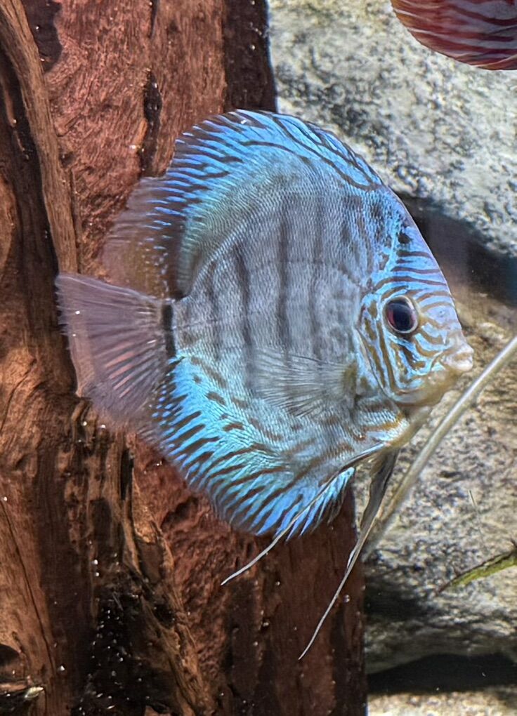 Blue Knight, Discus 5.5-6 **Price Reduced**
