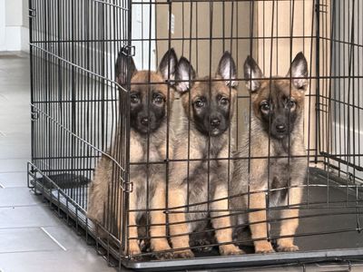 LAST 3 BELGIAN MALINOIS PUPPIES
